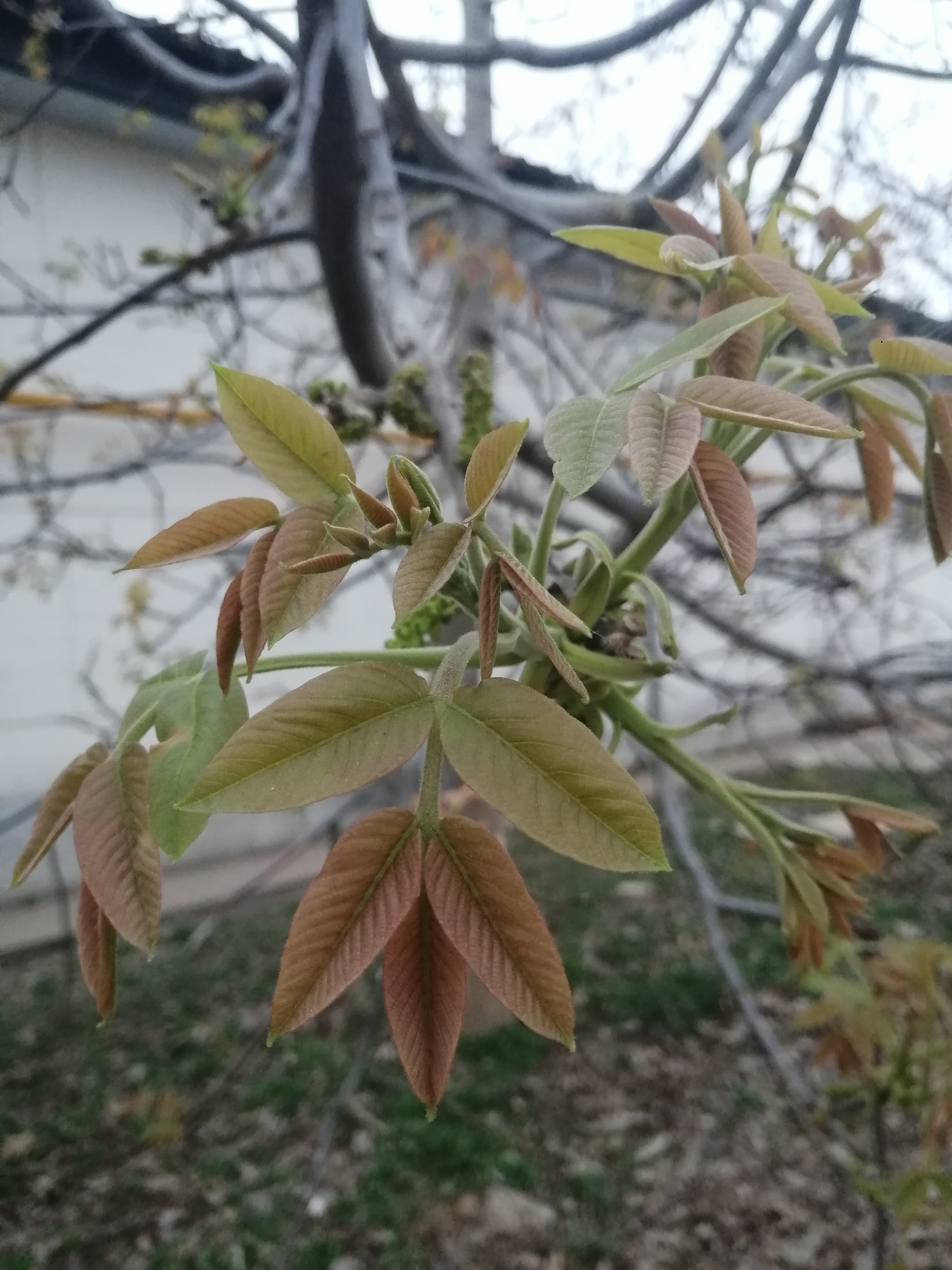 春树芽图片和功效图片