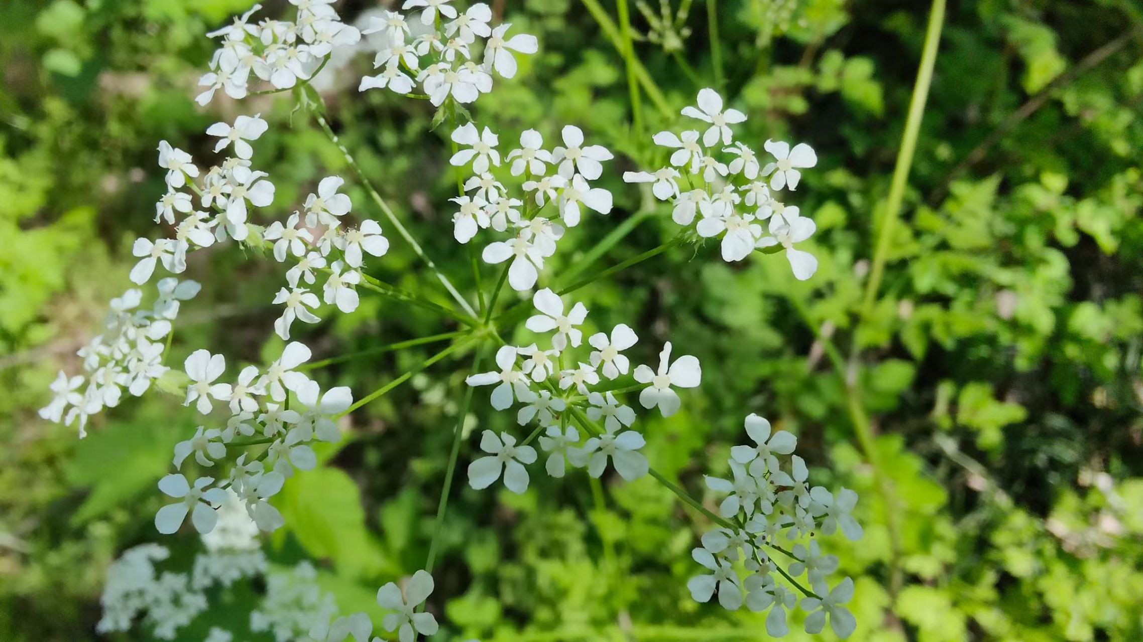 复伞形花序代表植物图片