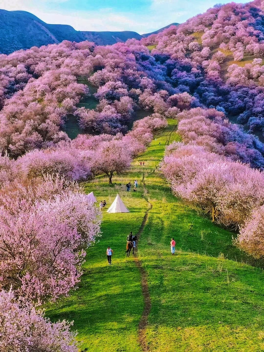 今年伊犁吐尔根杏花沟花期将在4月11号开始进入盛花期,花期将持续到4