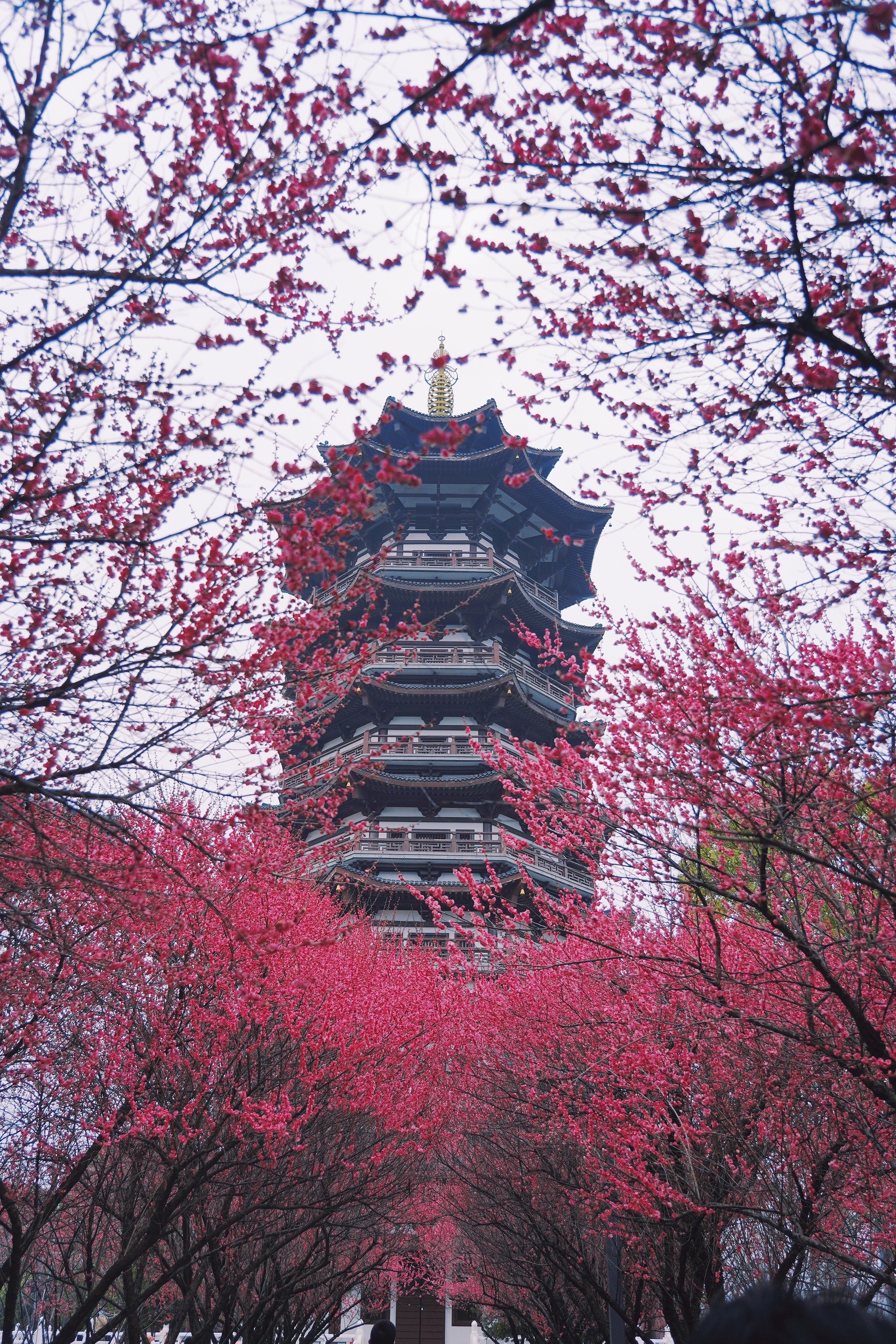 长沙洋湖湿地公园:梅花最佳拍摄点.@秀i秀i的动态