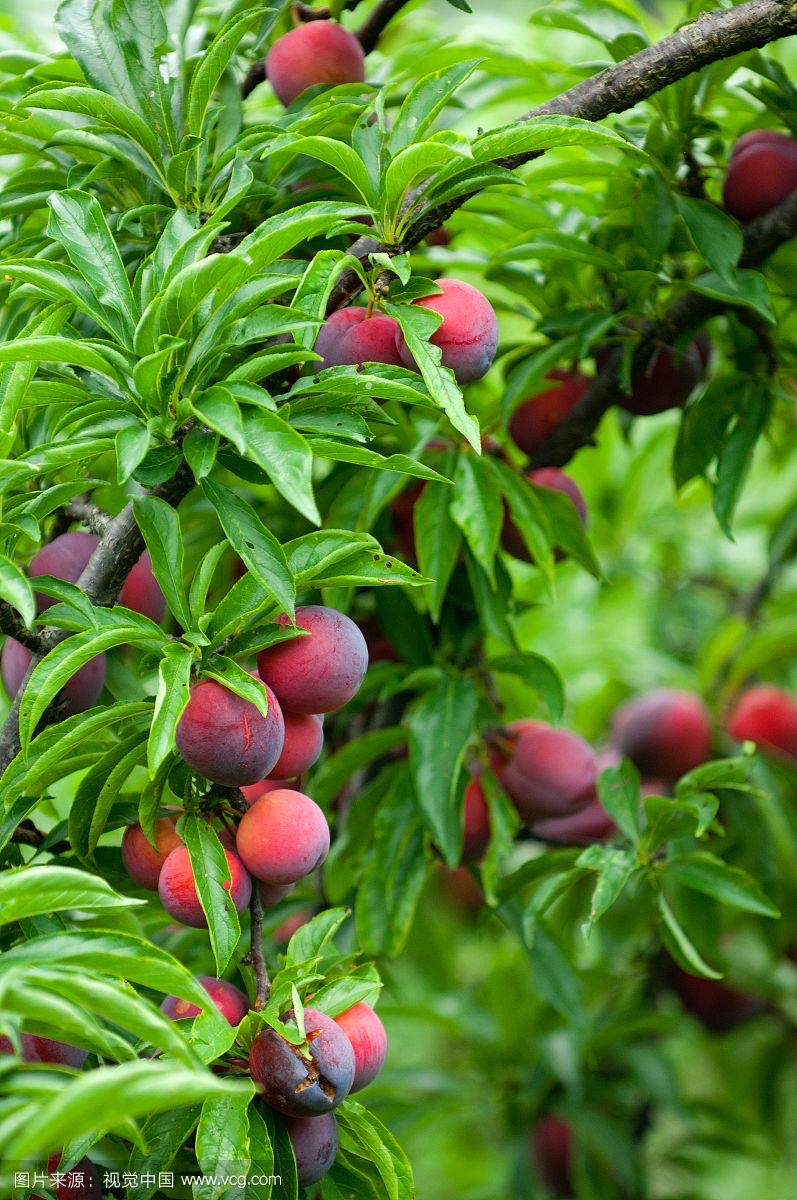 李子树:生活中的多维魅力之源  在众多的果树中,李子树以其独特的魅力