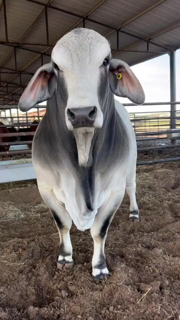 婆罗门牛 婆罗门牛原产于美国西南部,是美国育成的肉牛品种.-度小视