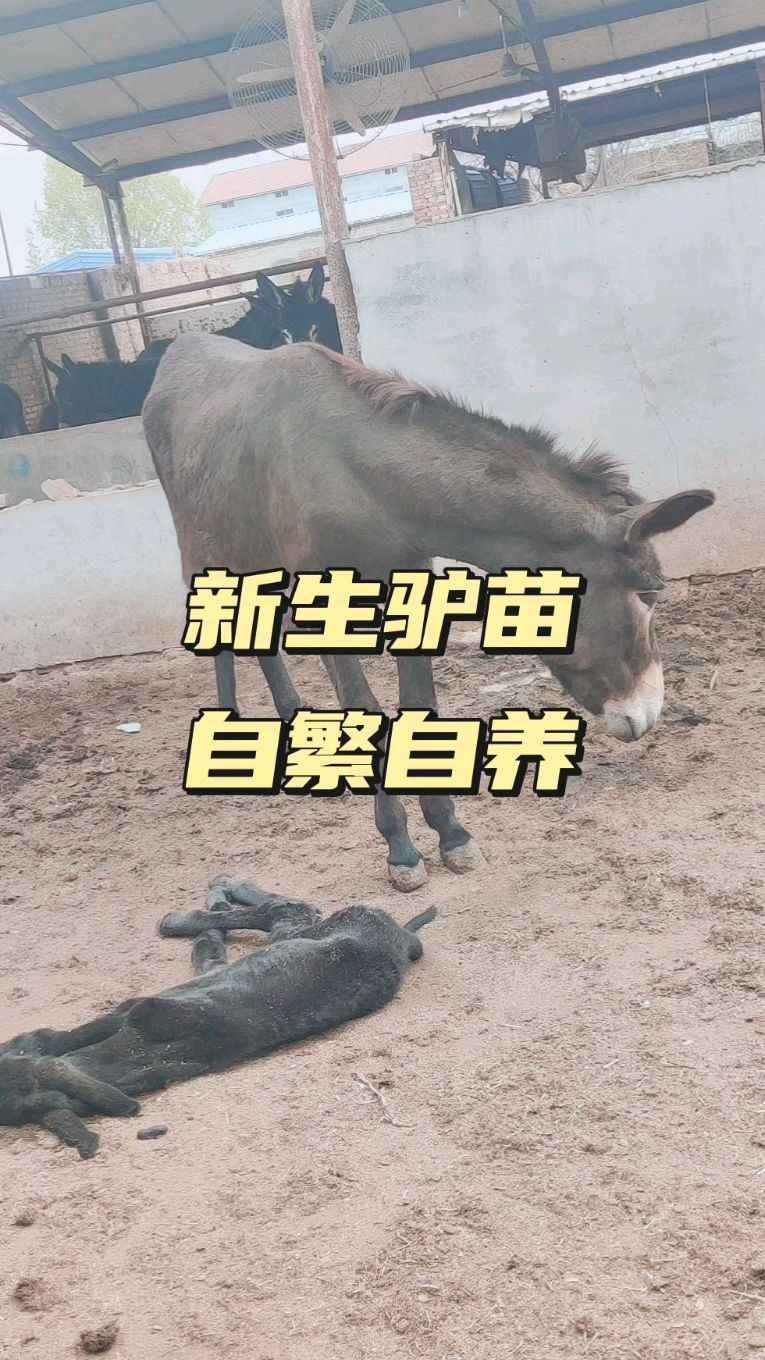 新生小驴苗,注意脐带消毒