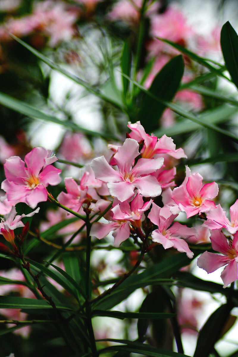 夹竹桃全株都含有强心苷等有毒物质,不论是花朵还是叶子,都具有一定