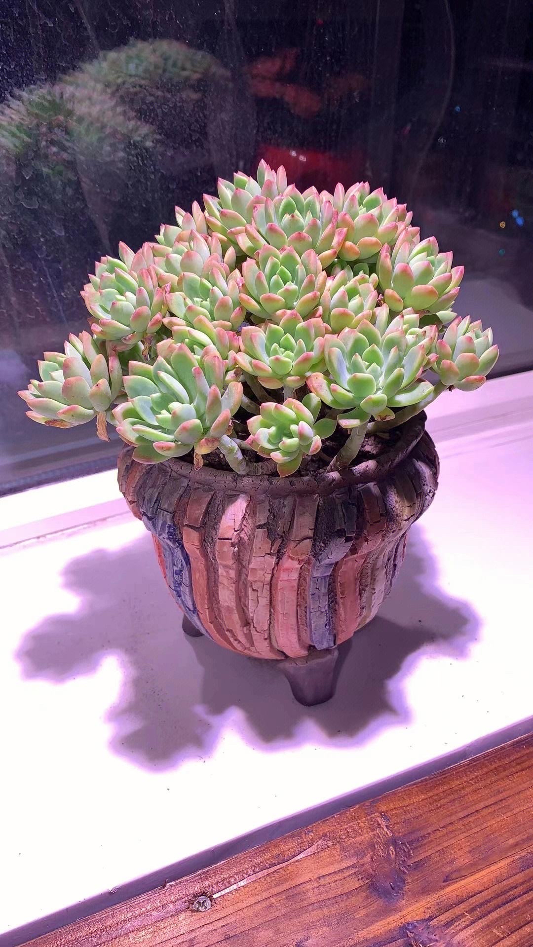 多肉老桩是指生长多年,具有明显主干或分枝的多肉植物