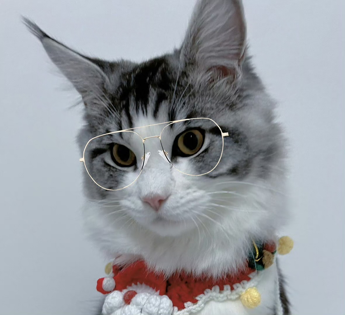 戴眼镜的猫猫