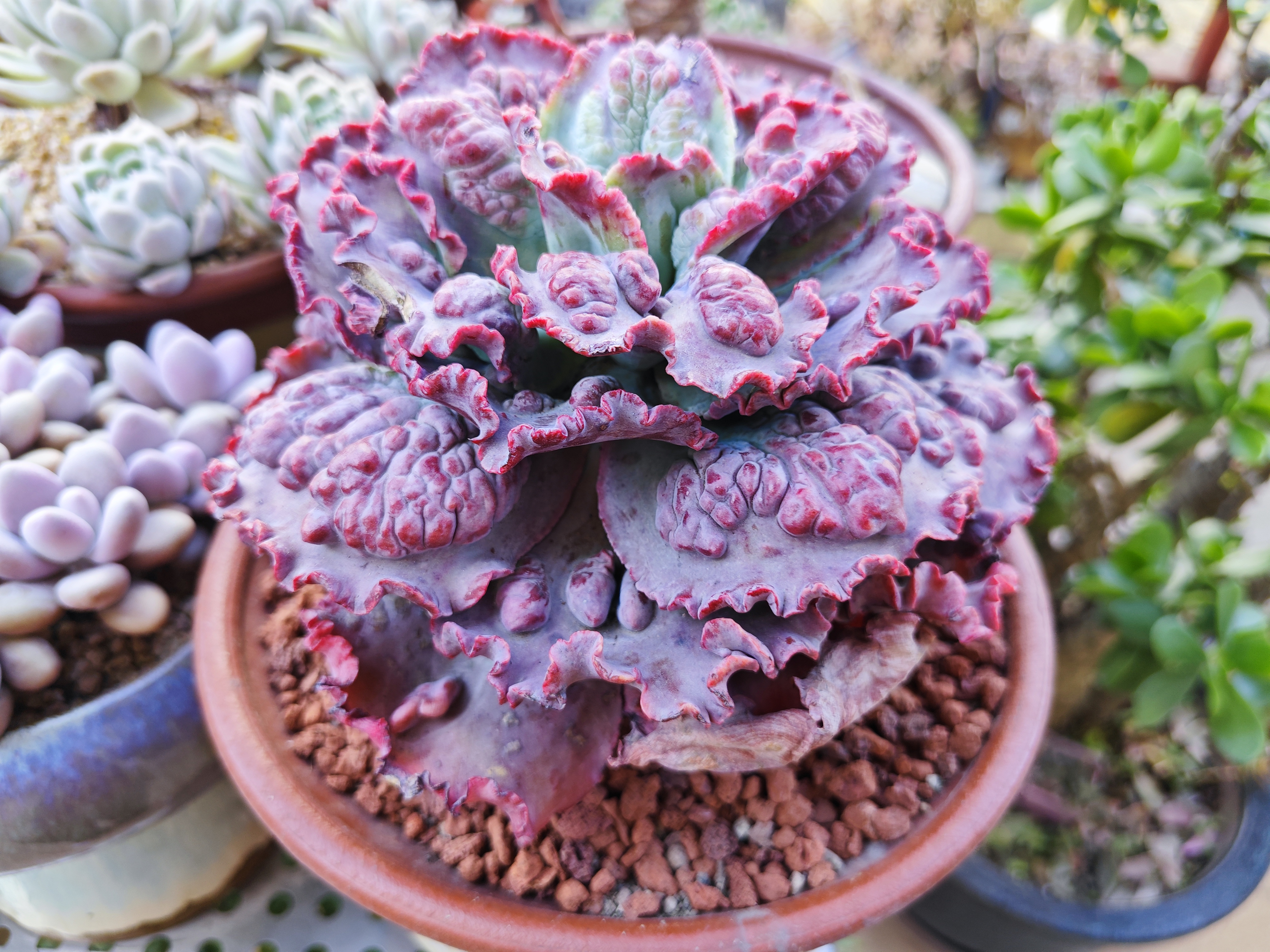 分享蓉姐露养的多肉包菜嘉年华,沙维红,饺子皮,晚霞之舞,劳伦斯,皮