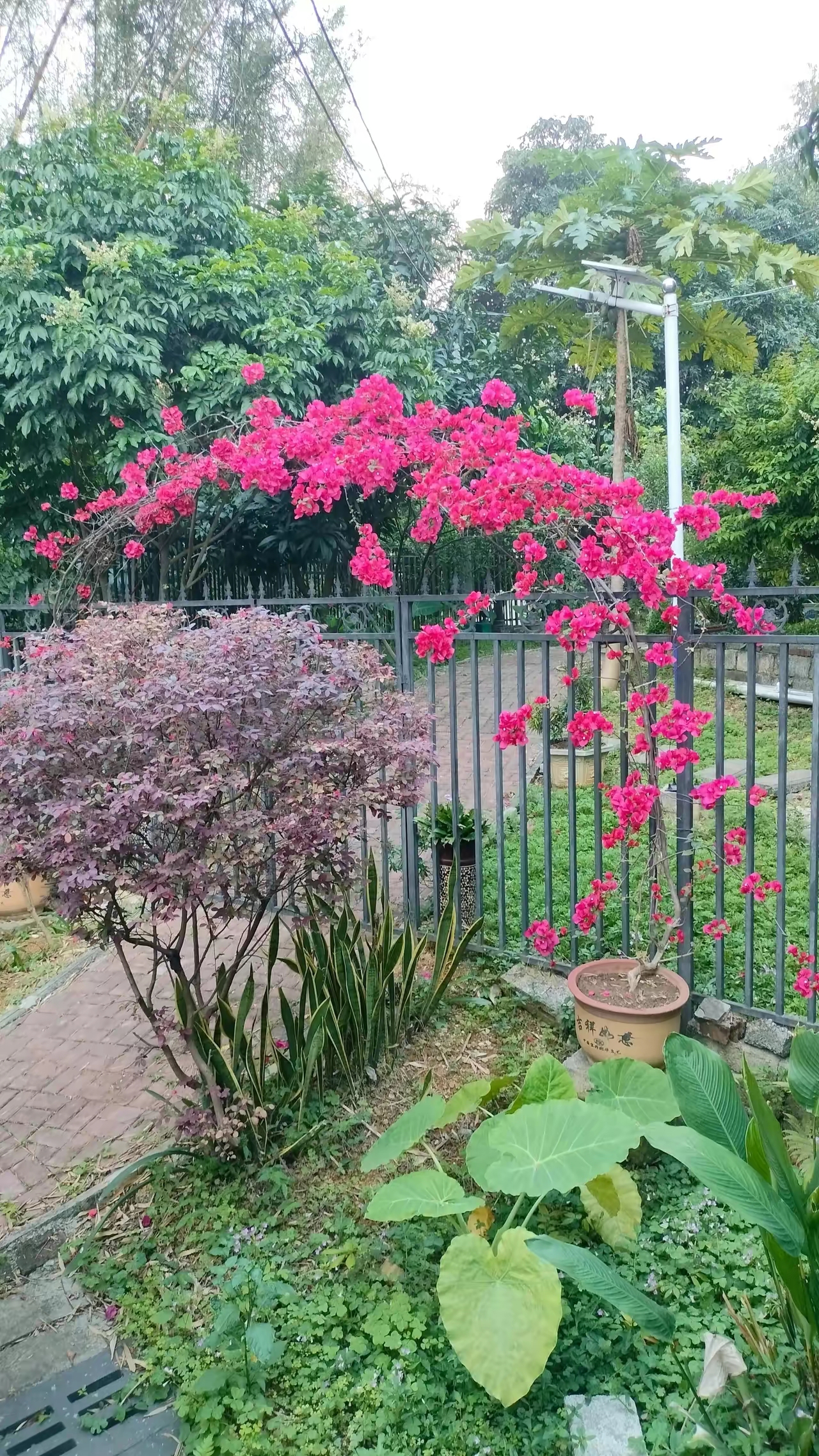 在乡下的小院里种点花花草草,平时没事就回去拔拔草,松松土,施施肥.