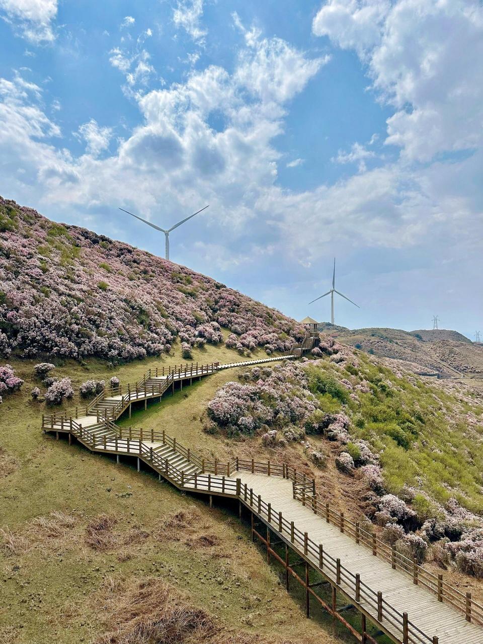 乌蒙大草原|今年的杜鹃花更美更壮观了,今年的杜鹃花盛花期比去年晚