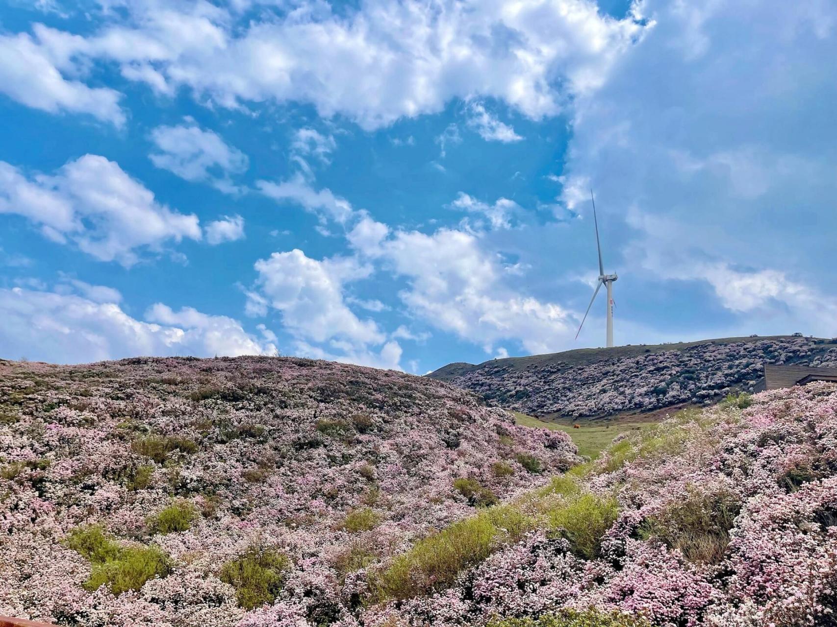 乌蒙大草原|今年的杜鹃花更美更壮观了,今年的杜鹃花盛花期比去年晚