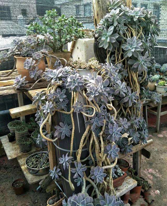 10种多肉,堪称爆崽小能手,群生爆盆效果实在惊艳,一起来看看吧