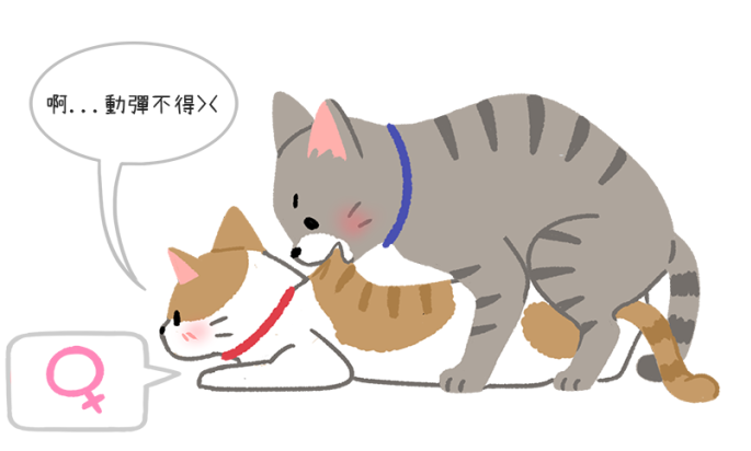 回顾交配完成后母猫为什么会转头攻击公猫你知道原因吗