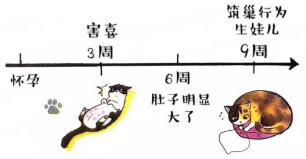 回顾交配完成后母猫为什么会转头攻击公猫你知道原因吗