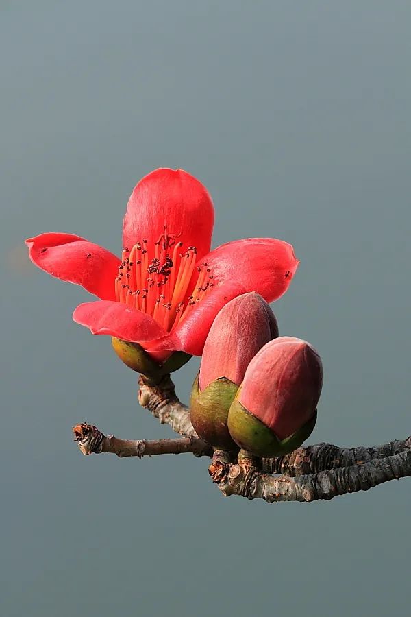 广东省省花——木棉花