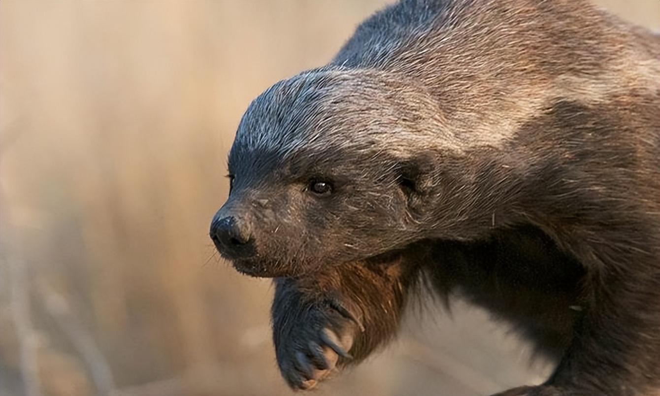 回顾毒蛇都能猎杀的平头哥遇到科莫多巨蜥会怎样蜜獾吃得消吗