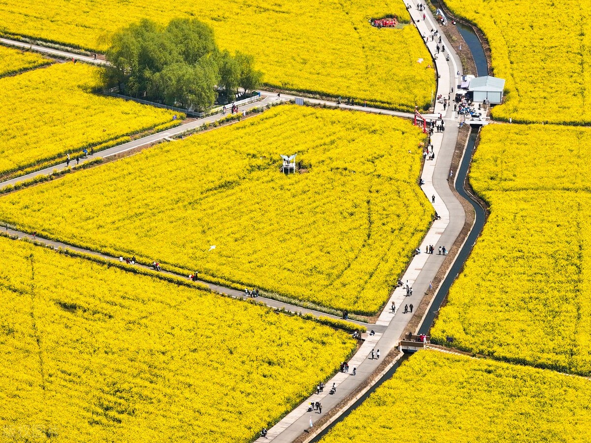 南京油菜花景点在哪里图片