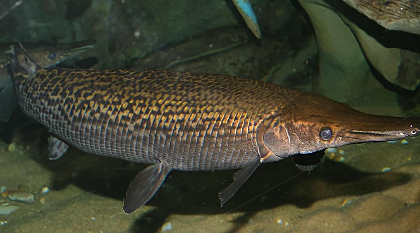 回顾鳄雀鳝是什么北美巨鱼鳄雀鳝入侵中国为什么吃货搞不定
