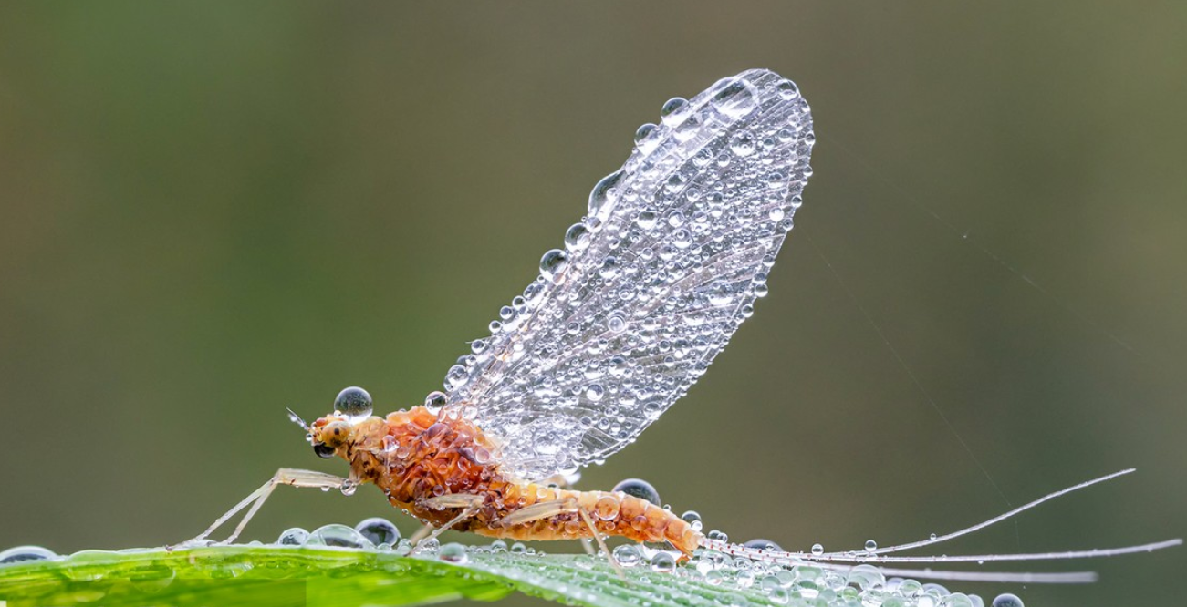 蜉蝣的一生很短暂蜉蝣在成年之后,就要即刻寻找交配对象,因为留给它们