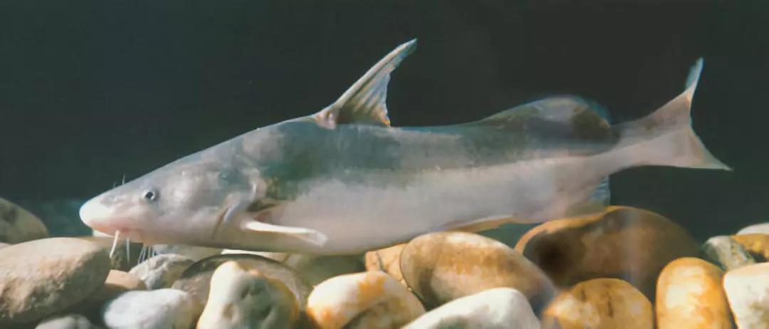 蓄水多年的三峡水库已经成了鱼类天堂里面最大的鱼有多大