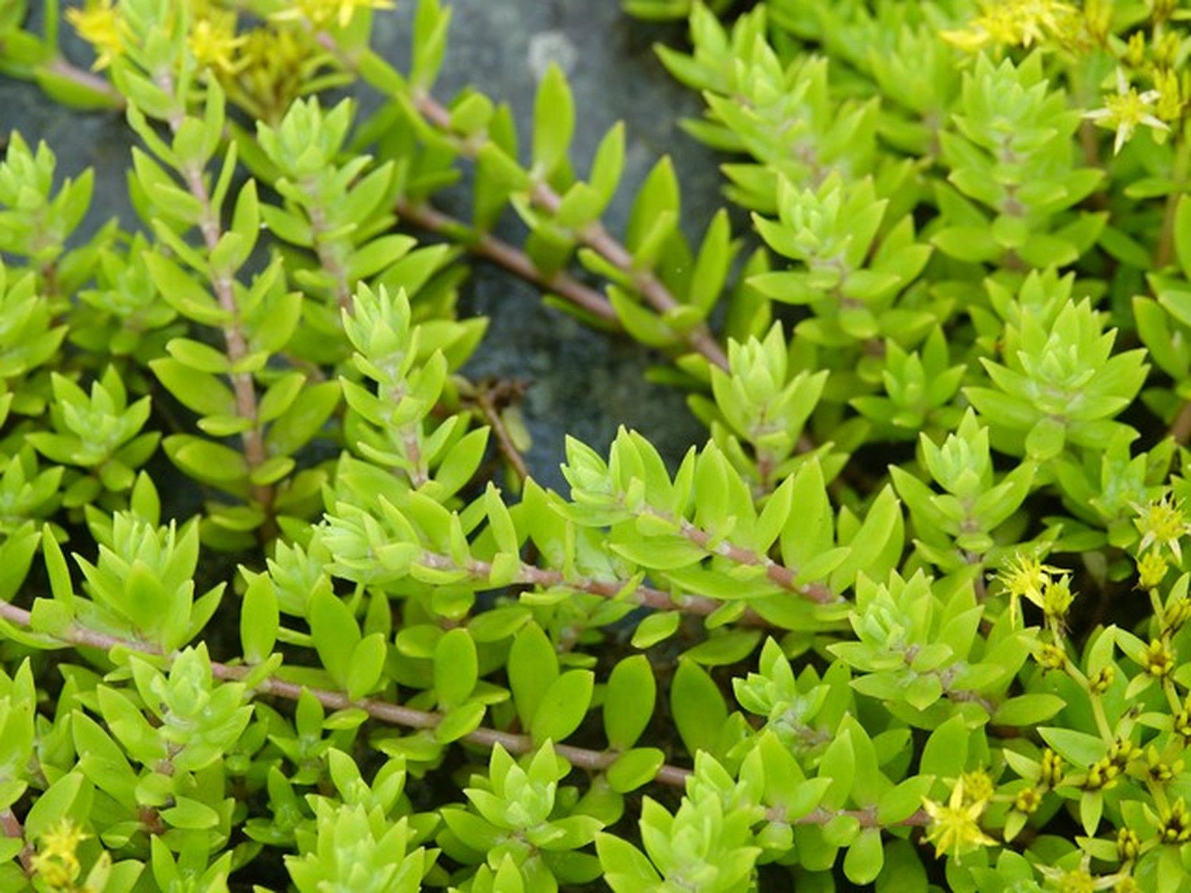 垂盆草,不仅美观还药用!被称为打不死的小强,生命力顽强.