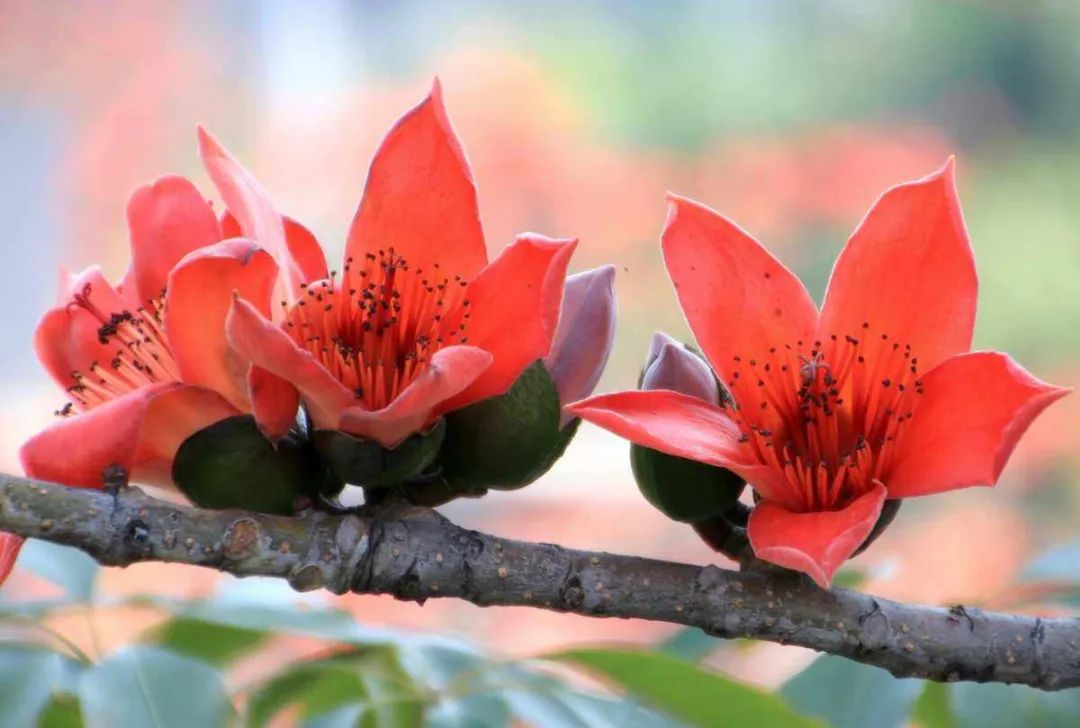 广东省省花——木棉花