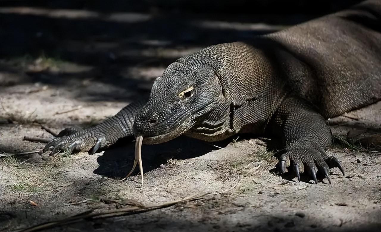 回顾毒蛇都能猎杀的平头哥遇到科莫多巨蜥会怎样蜜獾吃得消吗