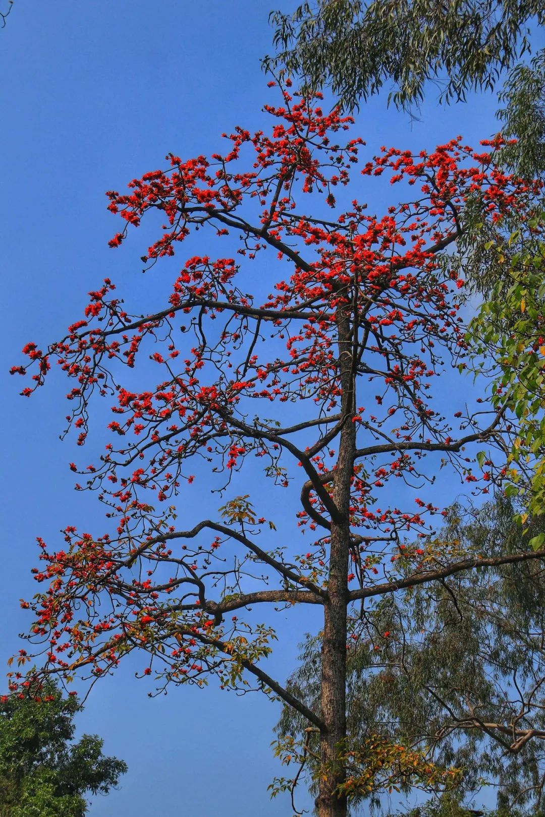 广东省省花——木棉花