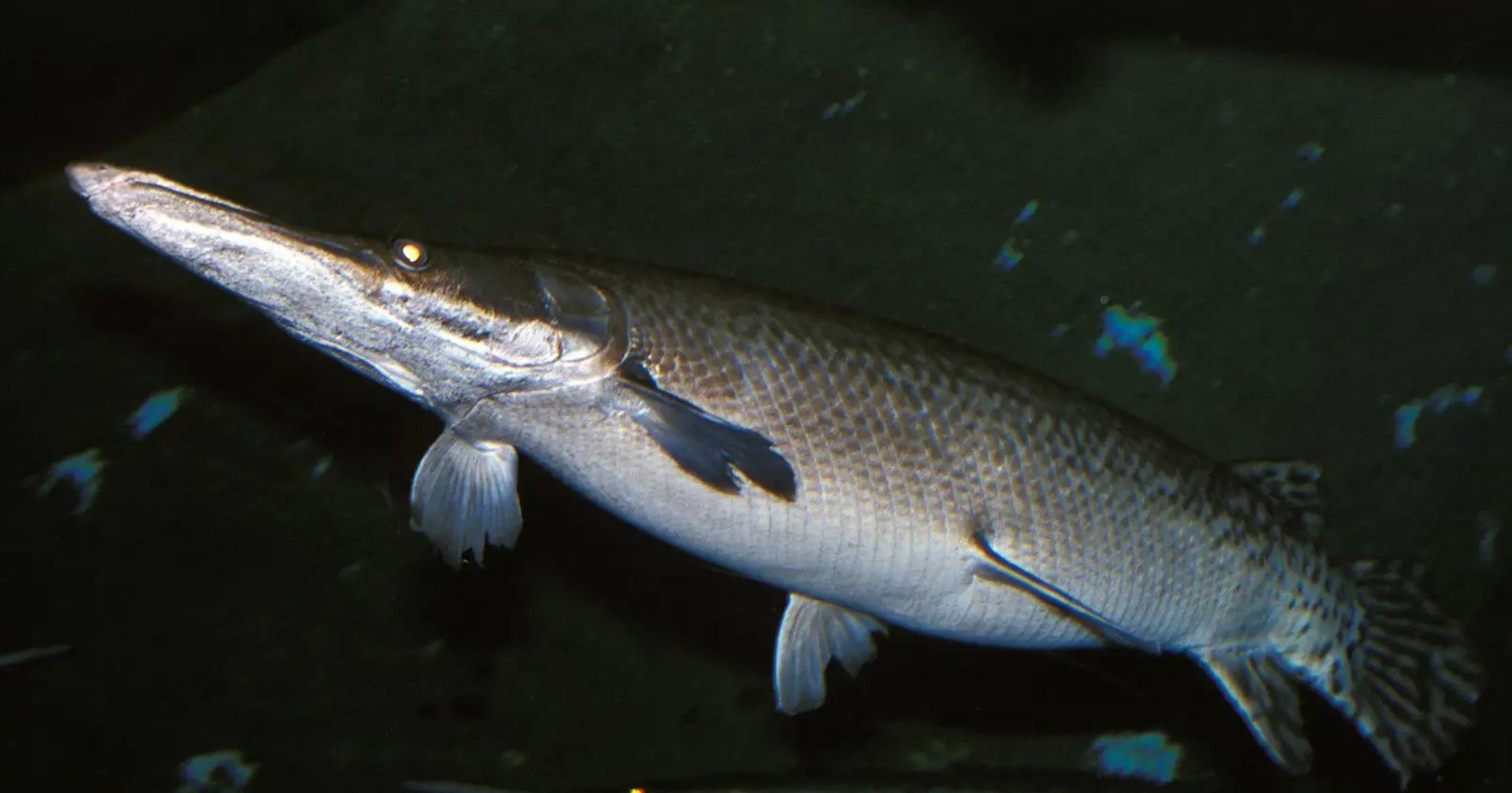 回顾鳄雀鳝是什么北美巨鱼鳄雀鳝入侵中国为什么吃货搞不定