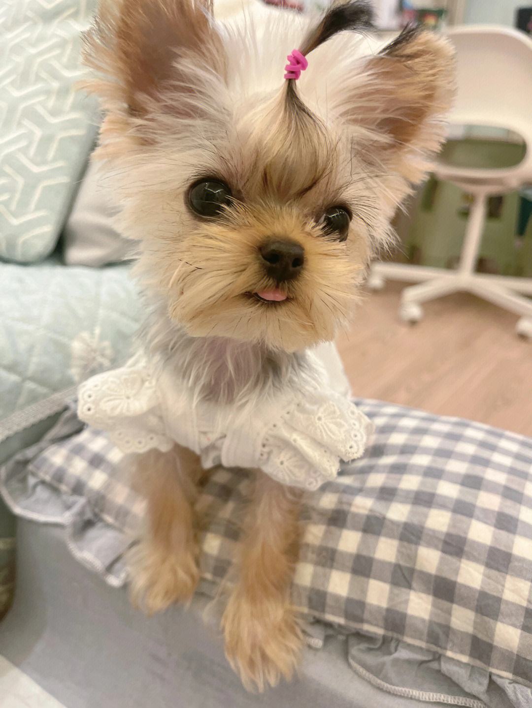 约克夏的性格特点是什么