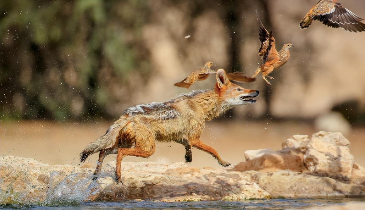 回顾祁连山的豺是什么生物像狗像狼又像狐狸还敢和老虎抗衡