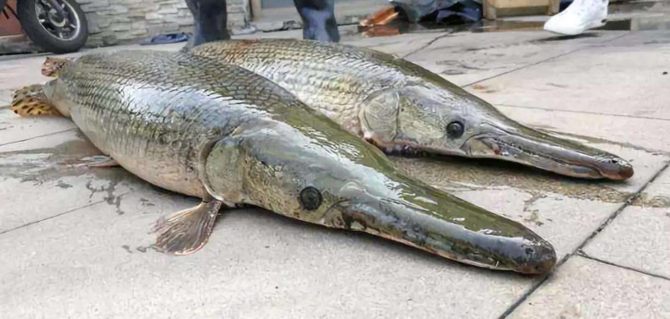 回顾鳄雀鳝是什么北美巨鱼鳄雀鳝入侵中国为什么吃货搞不定