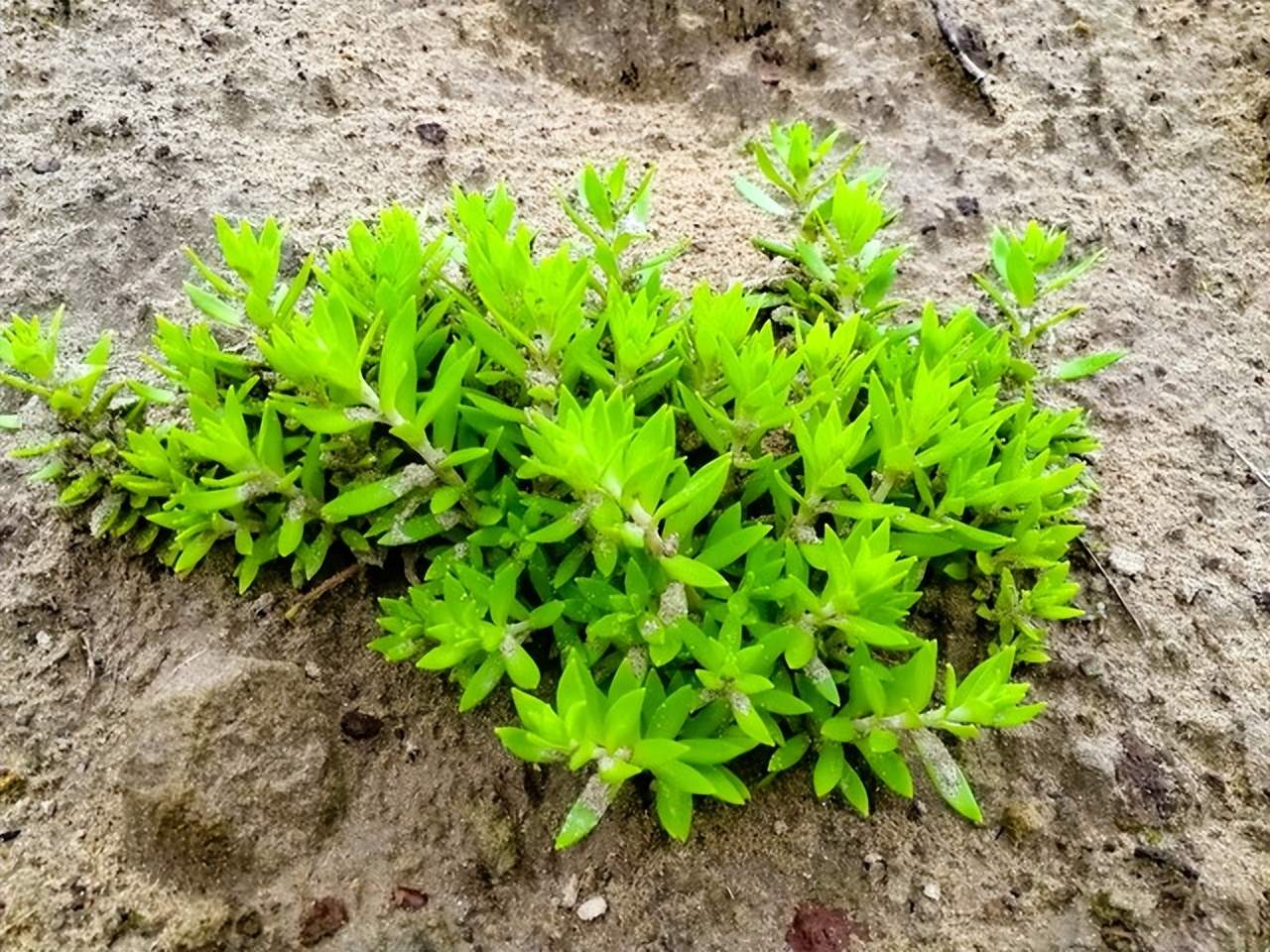 趴地而生的垂盆草人称"抗癌草",可食用可盆栽,别当害草处理了