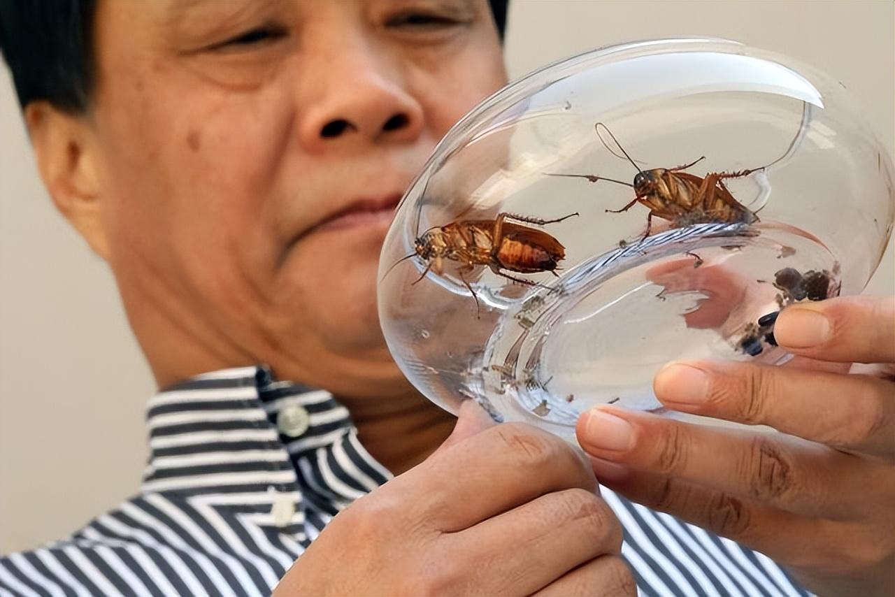 回顾48岁公务员辞职上山养蟑螂10年繁育40亿只现年收入超亿元