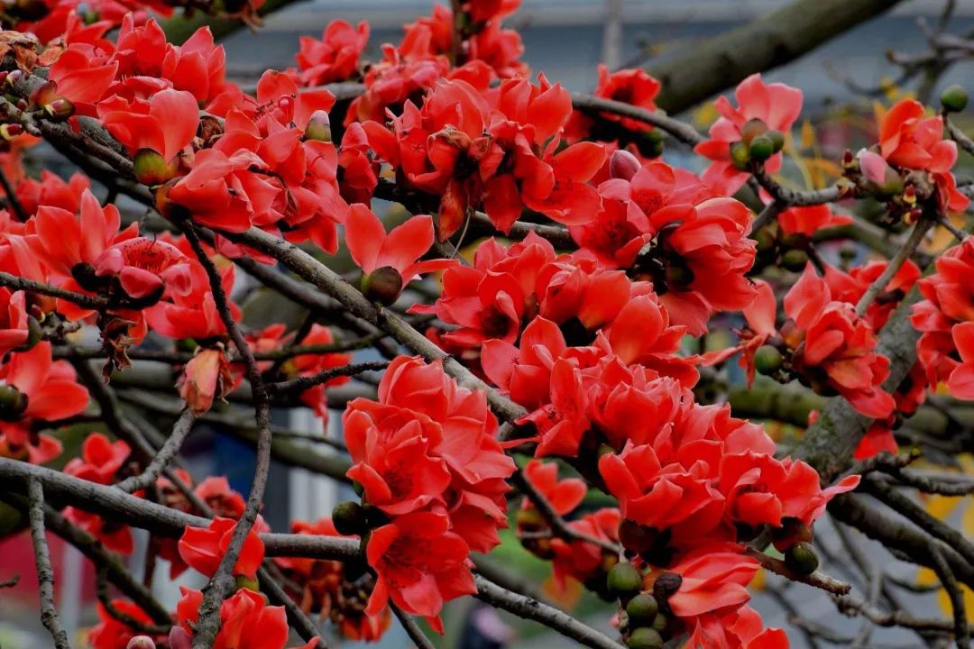 广东省省花——木棉花