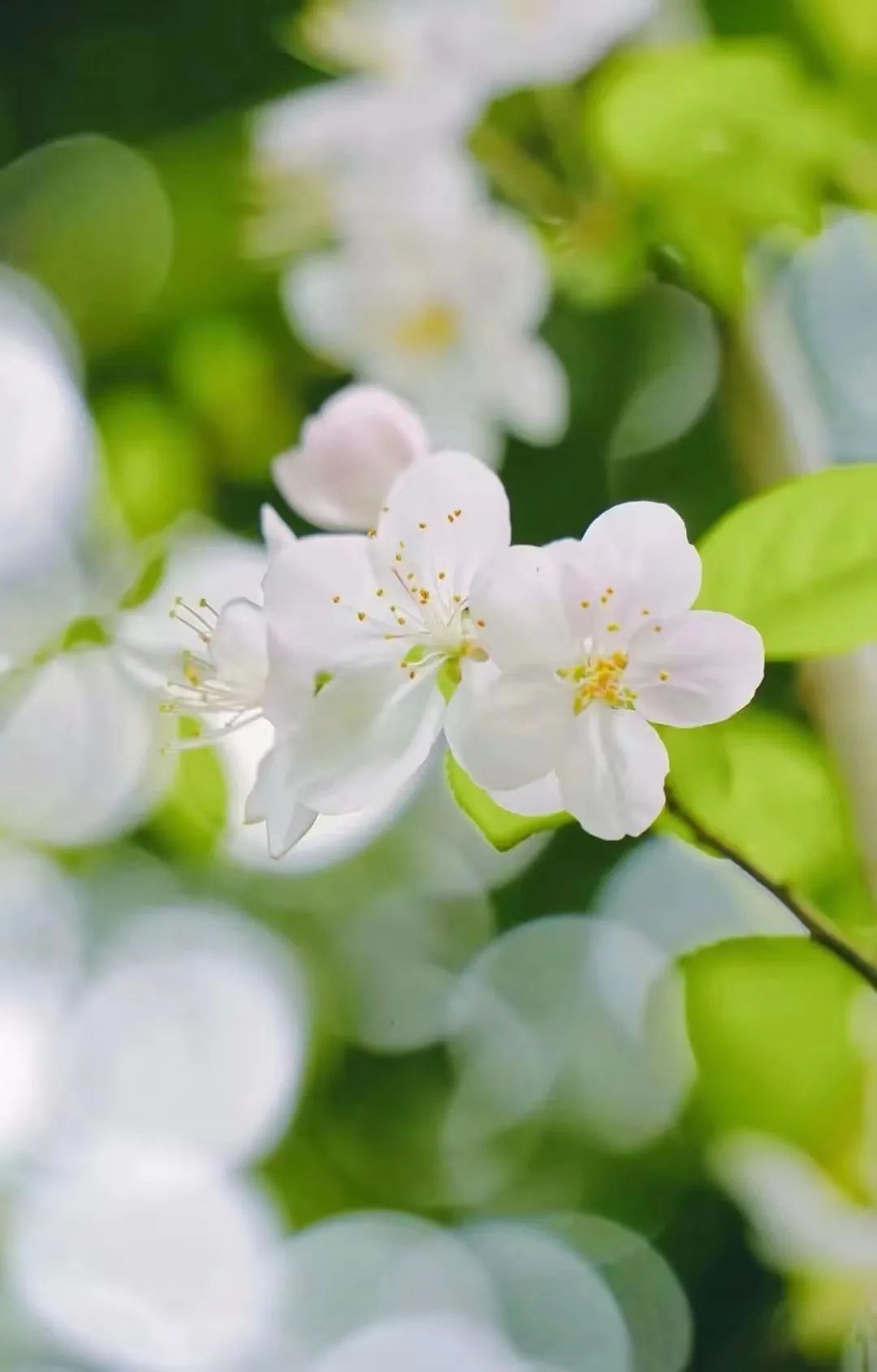 浪漫又唯美的梨花封神诗句