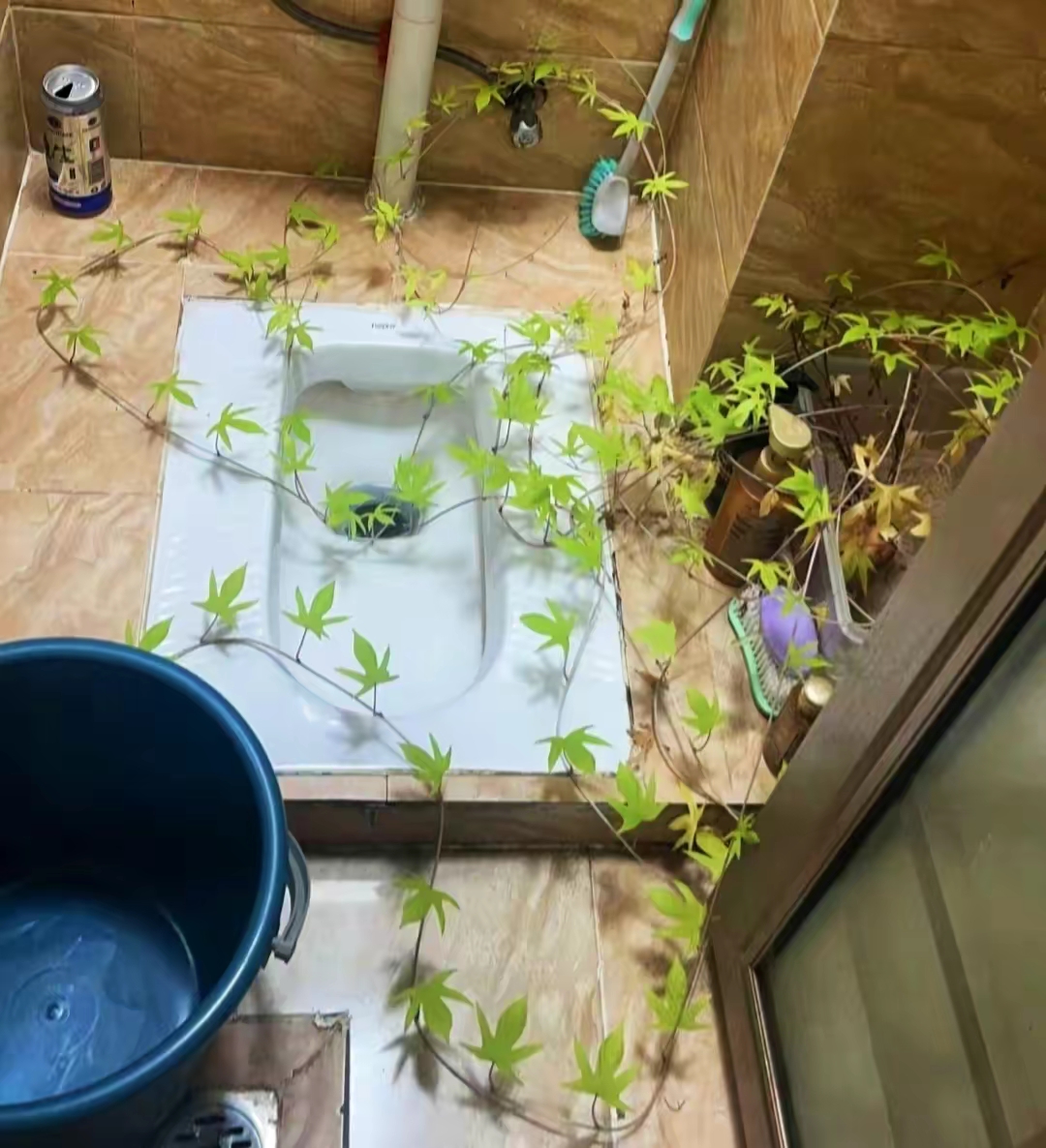 海南一小伙把红薯放厕所20天长成别致盆景太美了