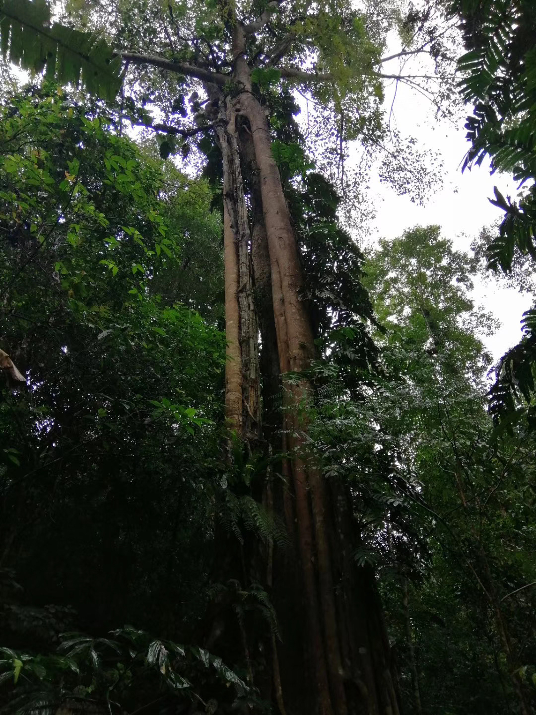 仙西山雨林谷图片