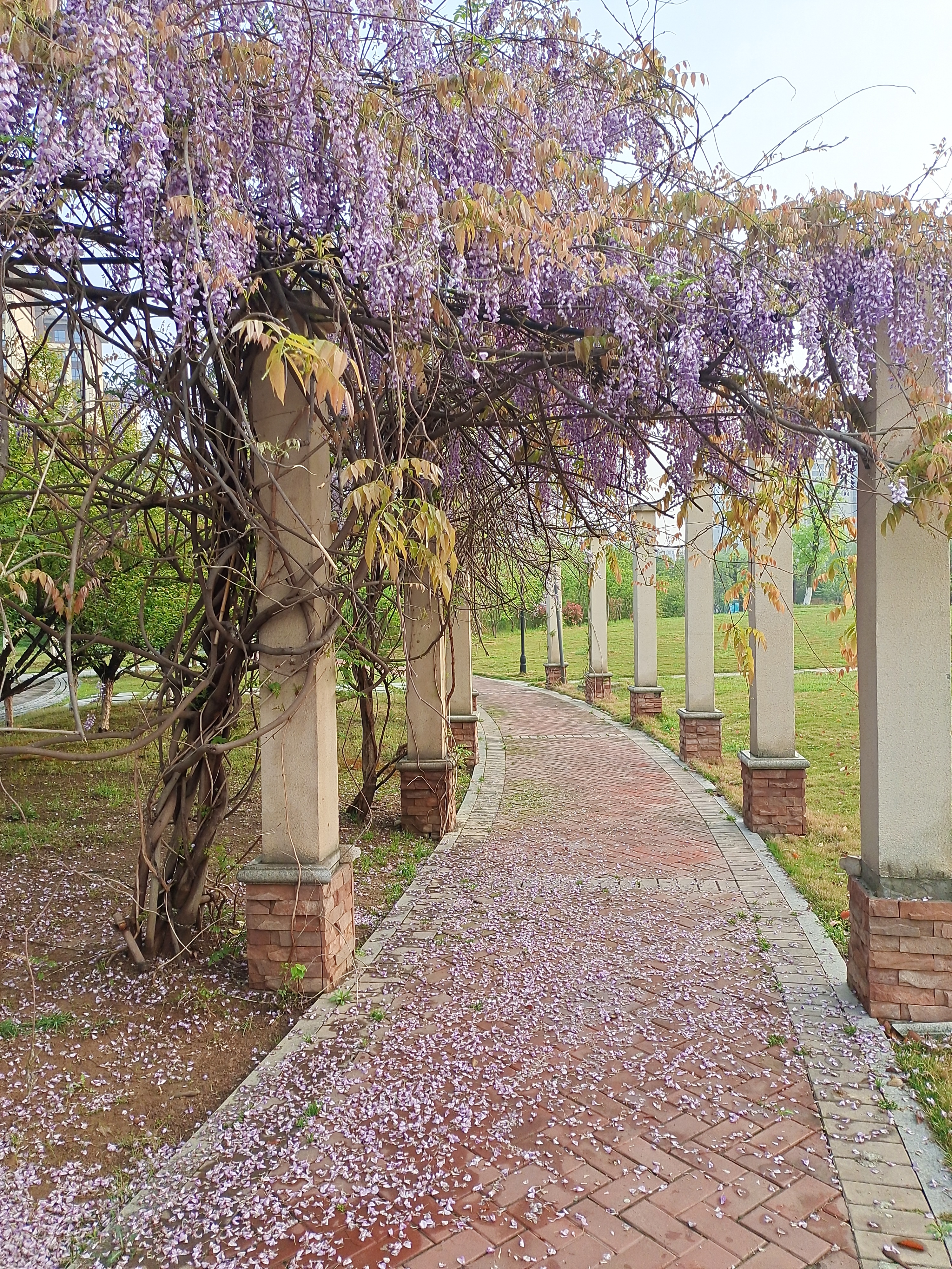 如果要细数我见过的紫藤花,最漂亮的地方应该是襄阳老四中院子里的那