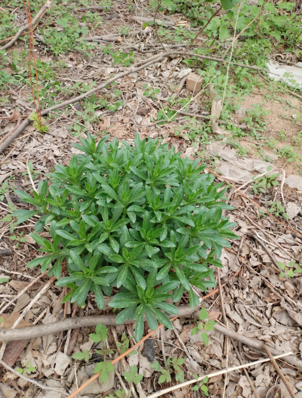 有毒的土三七图片