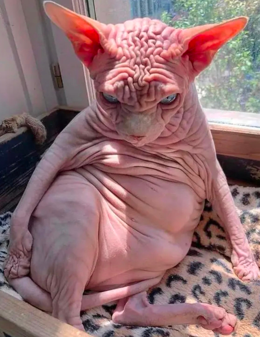 无毛猫,亦被称为斯芬克斯猫,是猫界中的一位尊贵大佬.