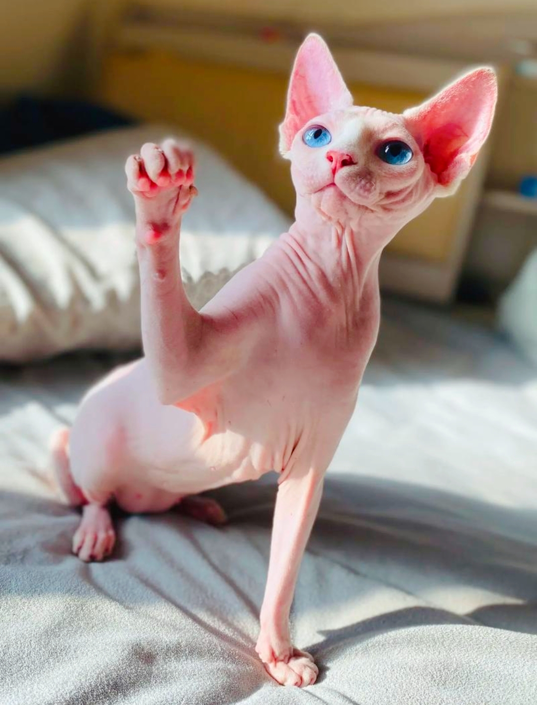 无毛猫虽然奇丑,但它有个特美丽的名字