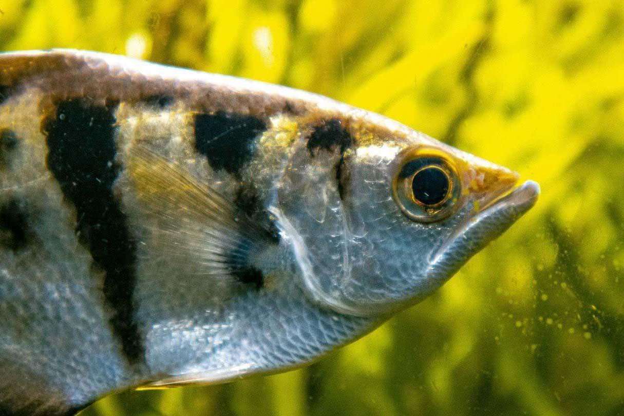 生活在热带咸淡水的射水鱼,凭借独特的射击捕食技能成为观赏鱼类的