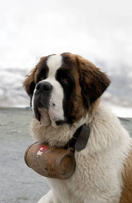 瑞士国犬圣伯纳犬的五大优点:购买圣伯纳犬之前需要了解什么?