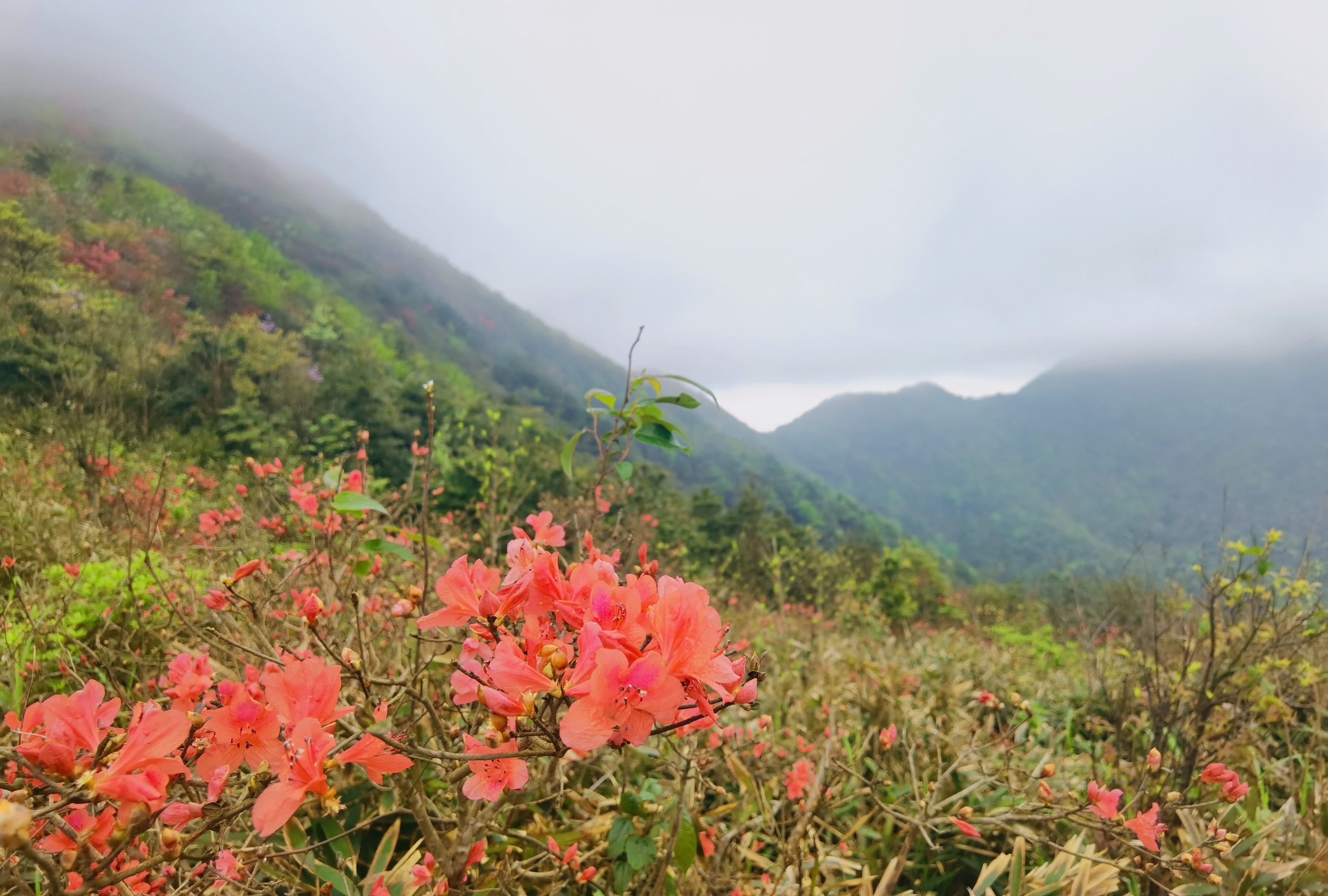 从化通天蜡烛山简介图片