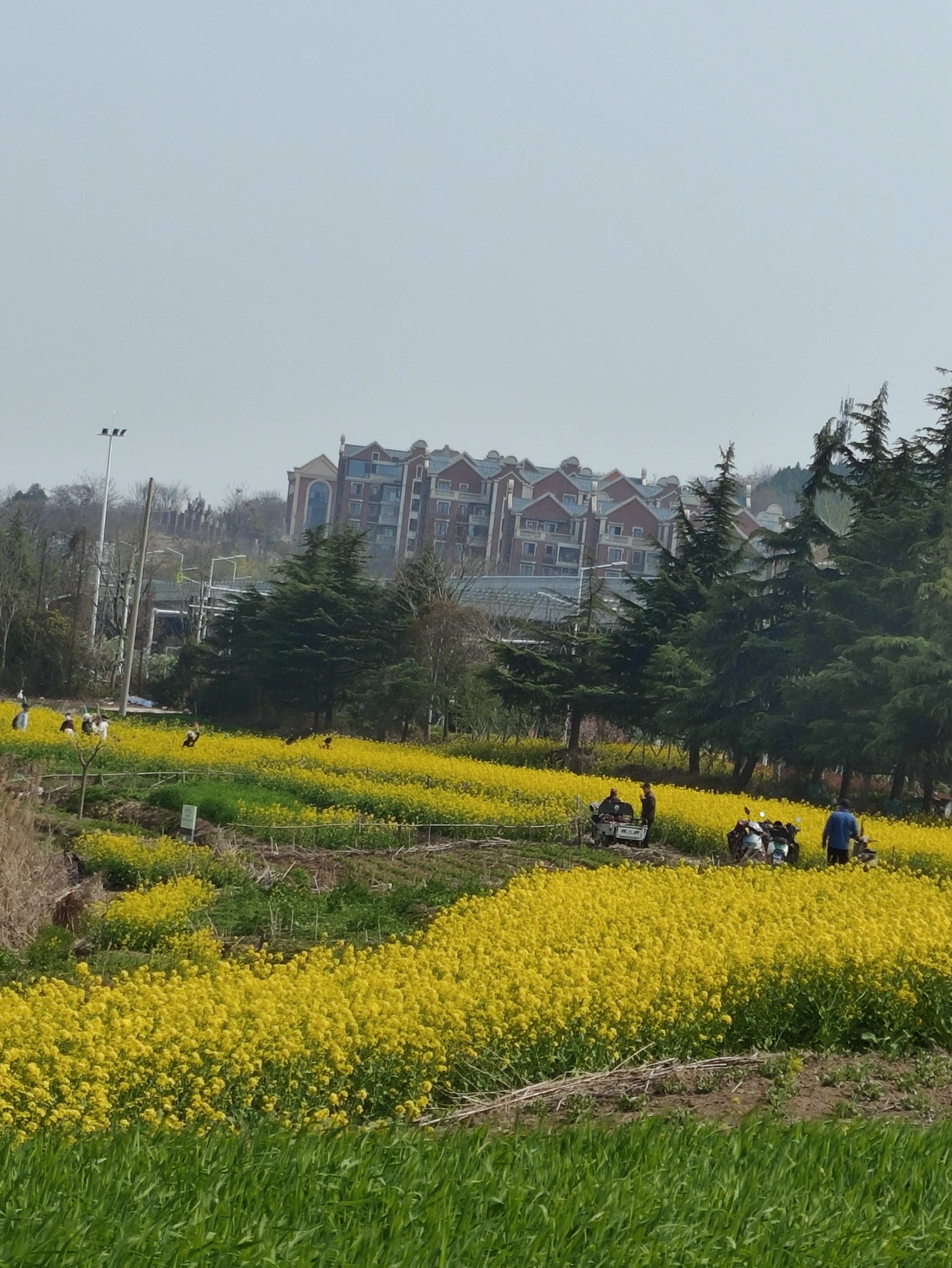 邳州银杏湖风景区图片图片