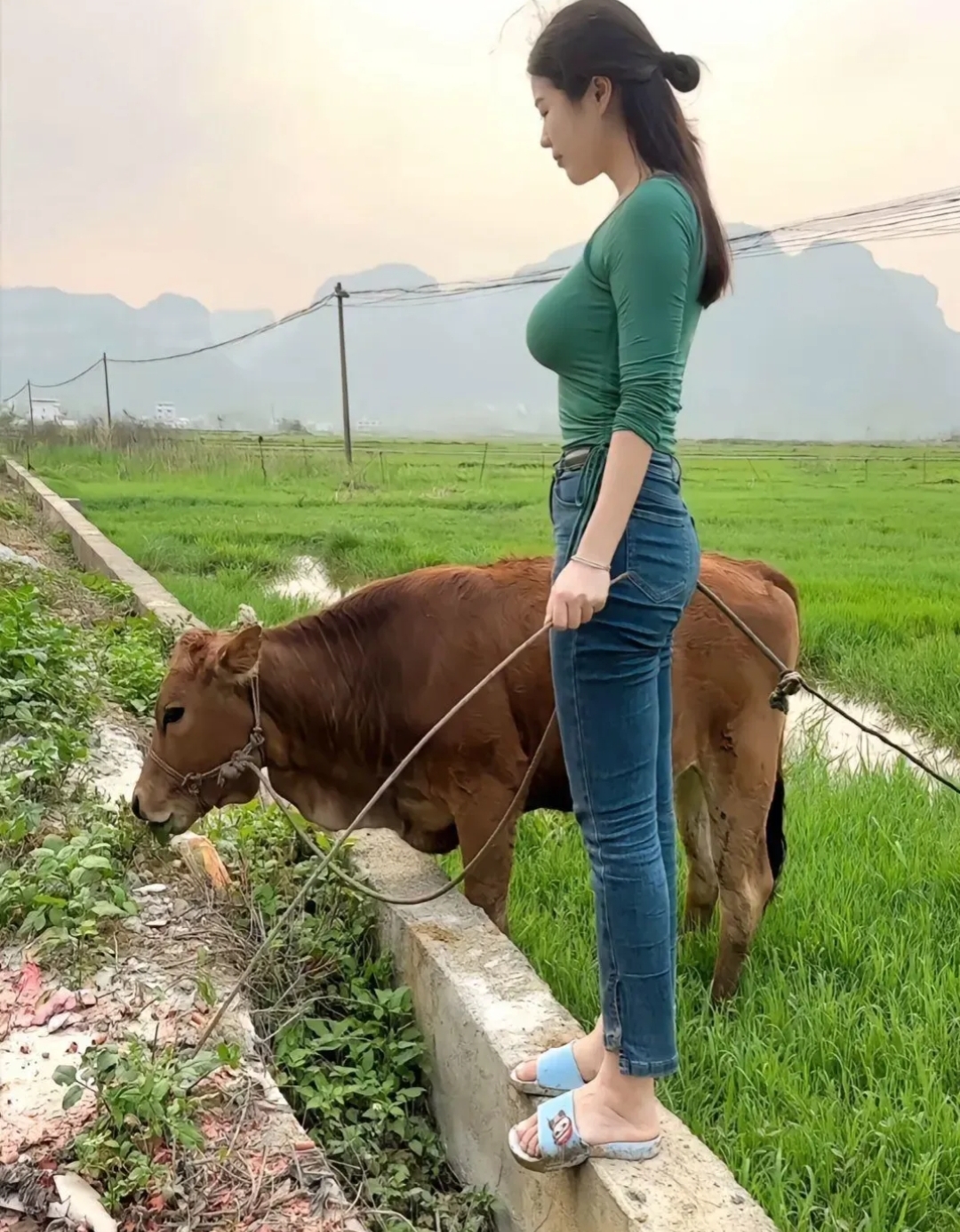 了,不是要出去相亲,要不就是在家里无所事事,只能每天下午出来放放牛