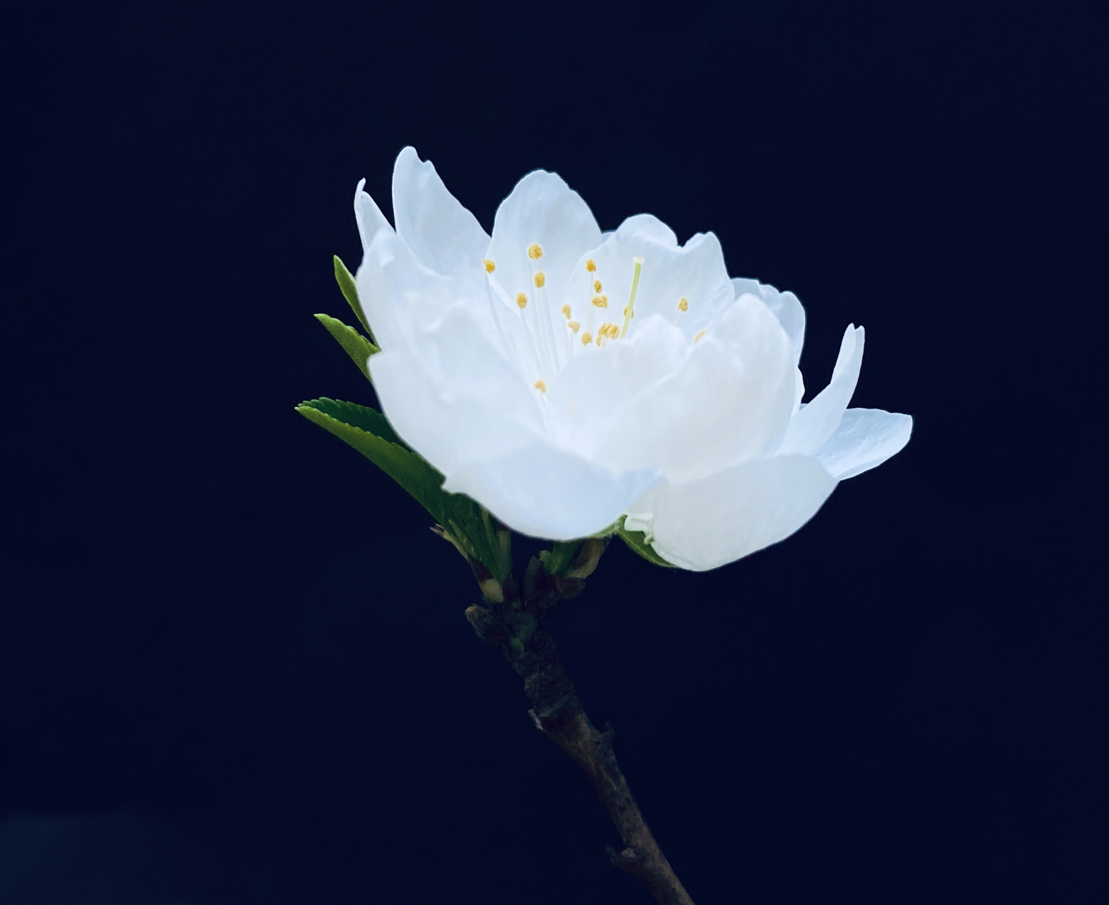 小白花(图文原创) 清明时节,送你一朵小白花,缅怀先辈,祭奠英烈.