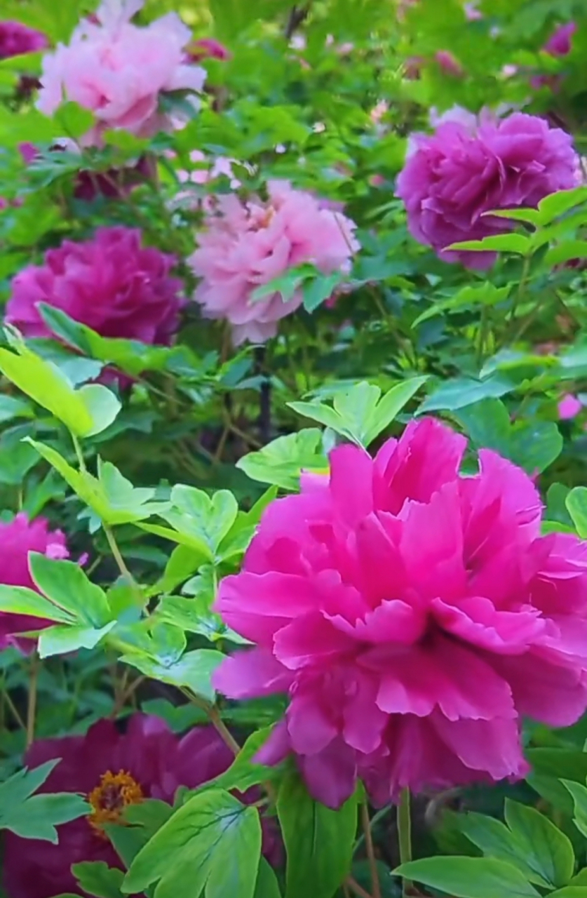 皮日休 图片里有牡丹有芍药,谁能分辨出来吗?