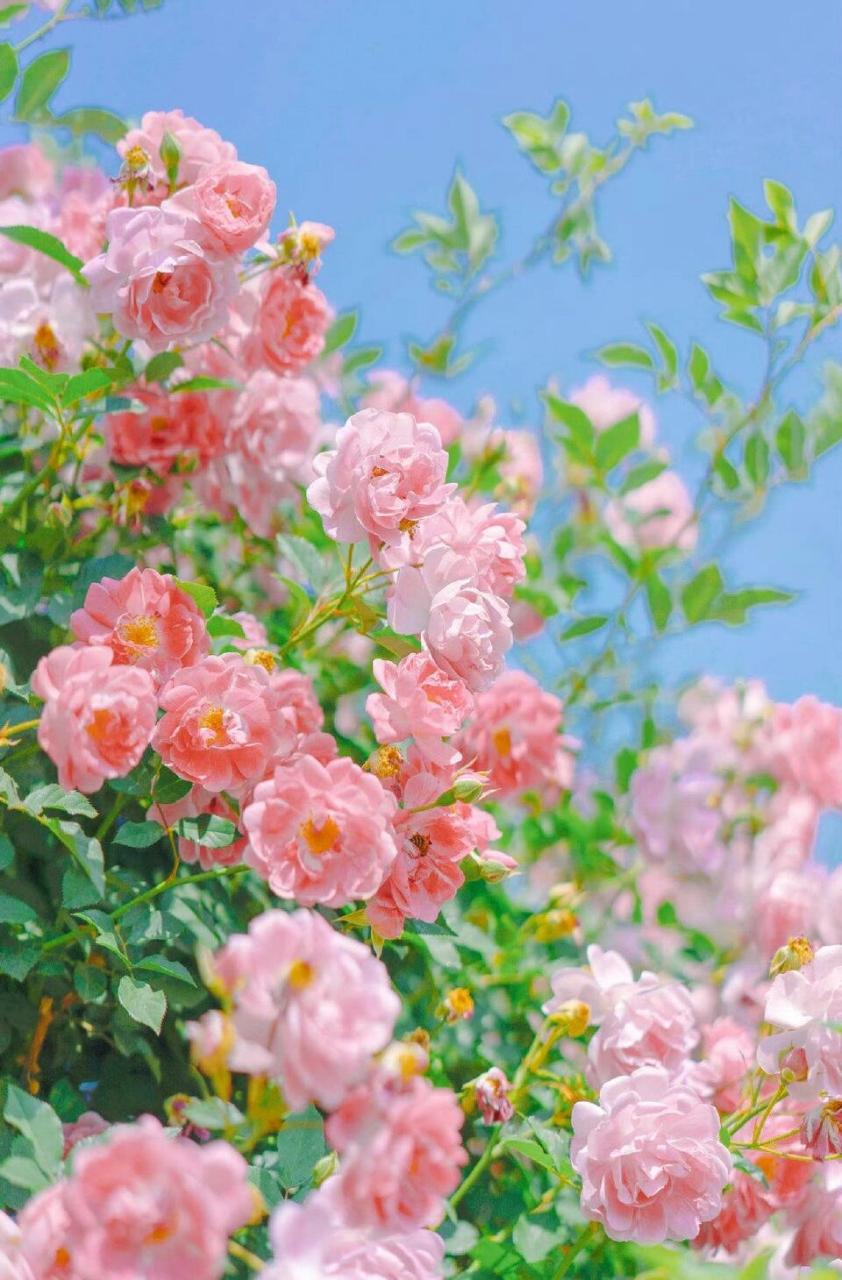 春天里的花海 #壁纸# #生活# #治愈系风景