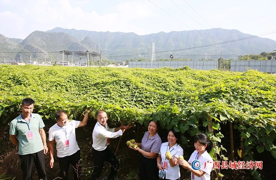 灌阳县观音阁乡罗汉果丰收忙 助力乡村振兴